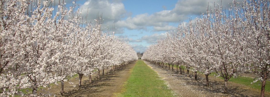 Almond Trees in Bloom